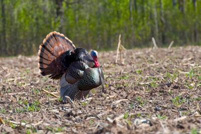 Wisconsin logged its fourth-highest spring turkey harvest on record