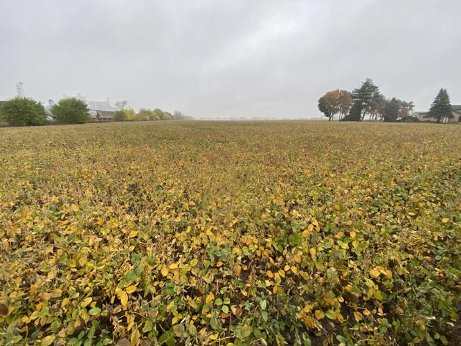 Soybean processing facility proposed for Evansville