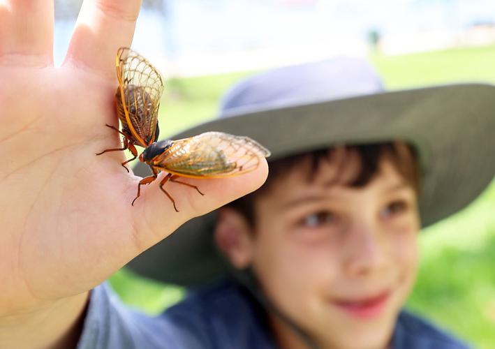 Cicadas have created the buzz in the Lake Geneva area