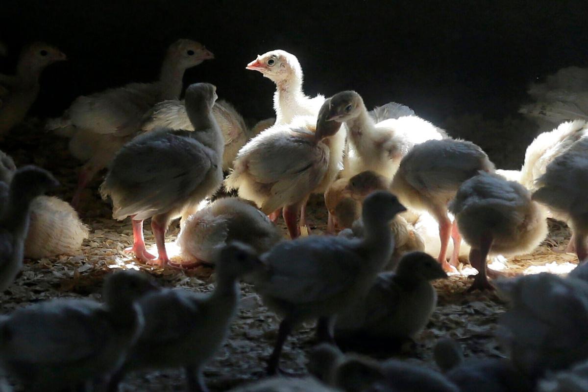 Turkey chicks at farm, AP generic file photo