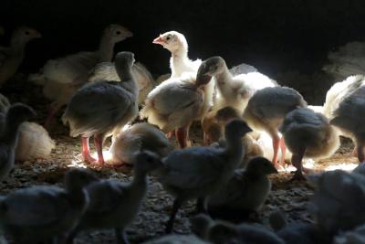 Turkey chicks at farm, AP generic file photo