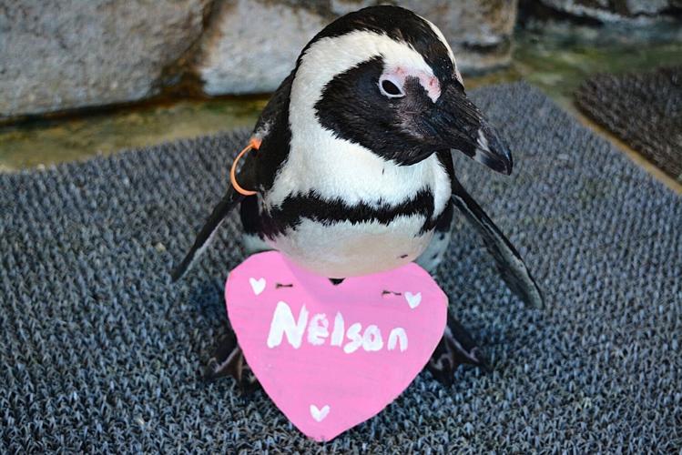 Nelson