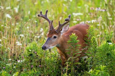 Wisconsin Natural Resources Board to meet on Dec. 11