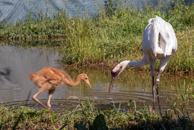 Whooping cranes