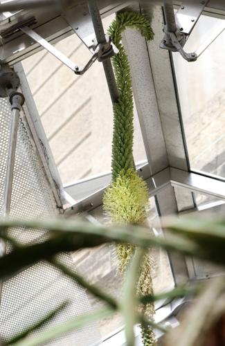 Plant at UW-Madison has death bloom