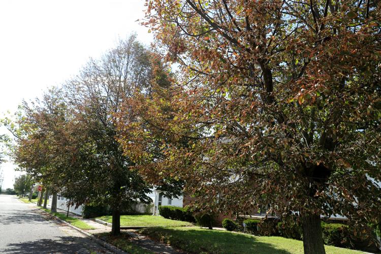 082020_nws_trees 532