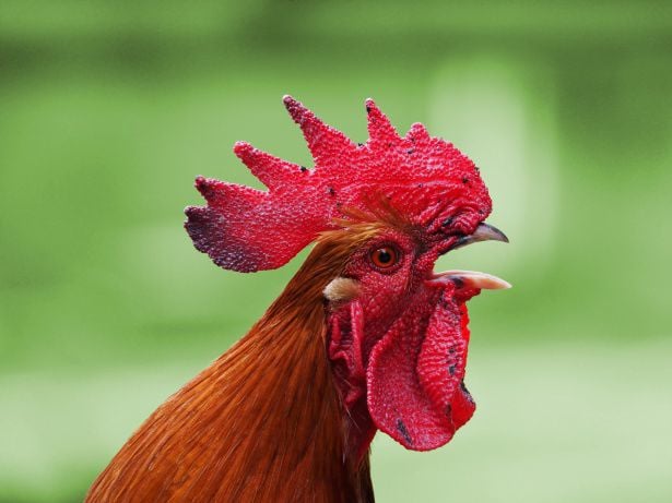 City should revisit chicken ordinance