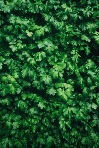 Parsley