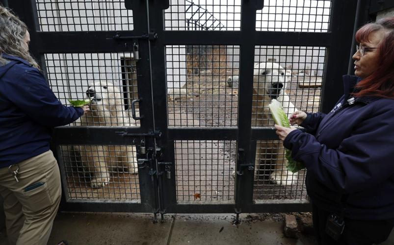 Feeding polar bear 4