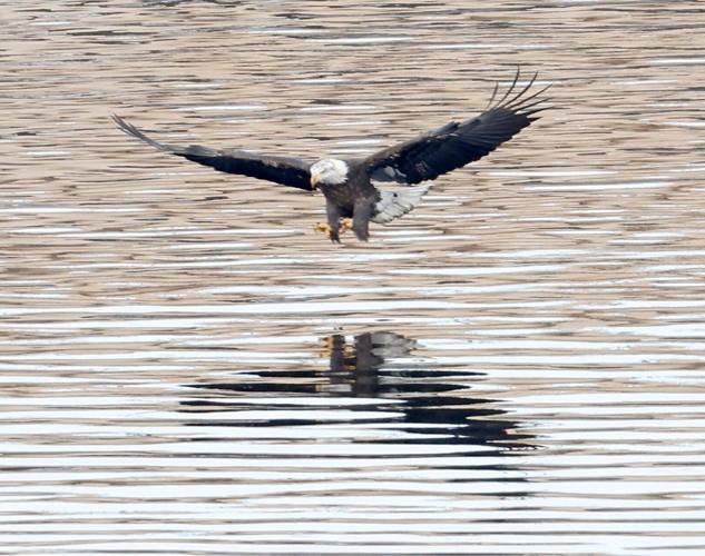 Eagle over water
