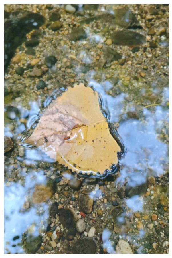 Oliver Thompson won third place in the 4-12 age group