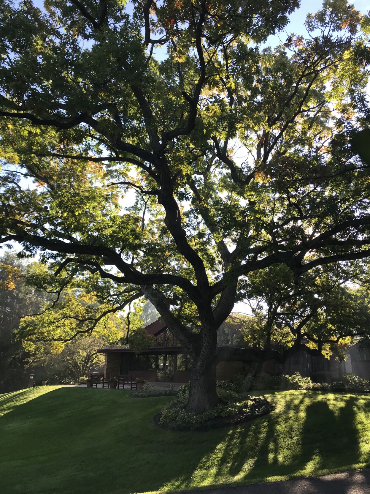 Most beautiful tree