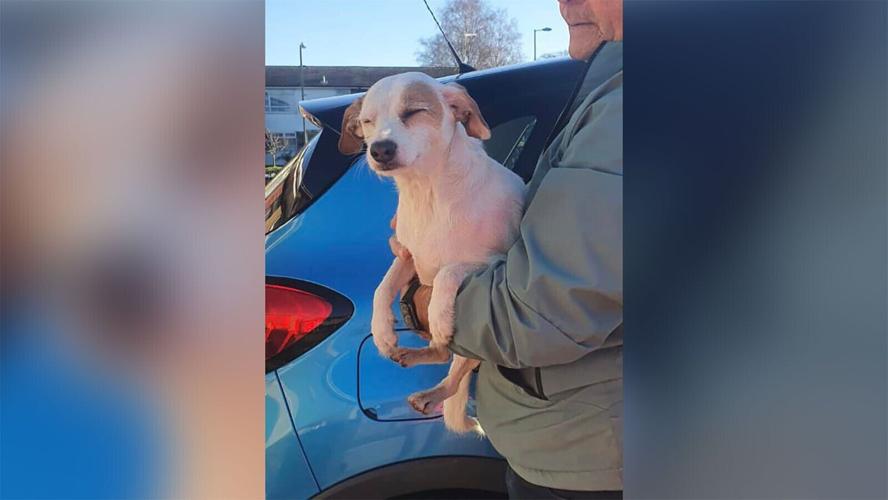 Stranded dog lured to safety by sausage dangling from a drone