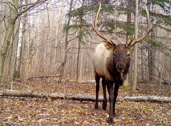 Bull elk in Sawyer County