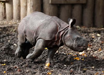 250 pounds of cuteness: Baby rhino makes public debut at the Buffalo Zoo