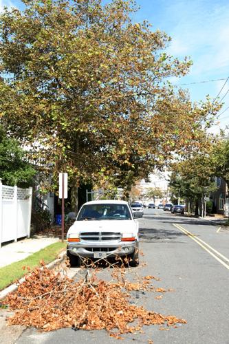 08XX20_nws_trees 530