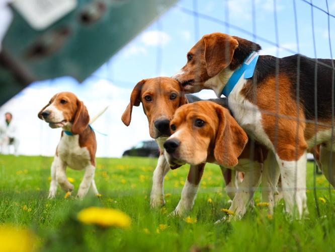 Ridglan Farms beagle transfer
