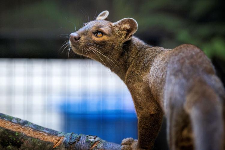 Fosa