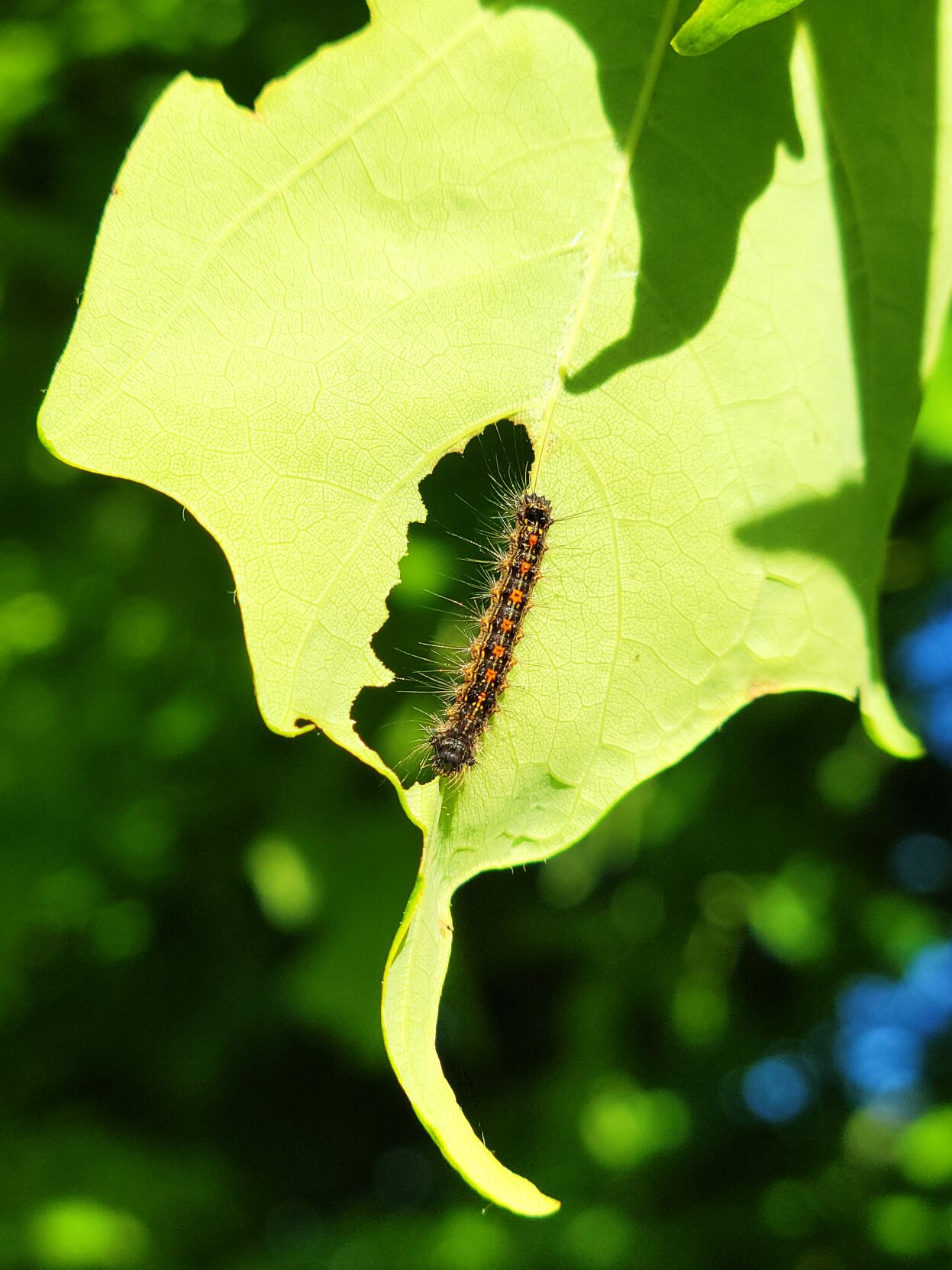 Spongy moth caterpillar feeding