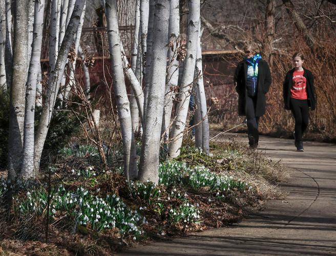 Olbrich flowers on March 1