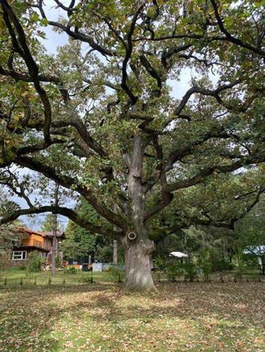 Wendy Moon's bur oak tree