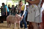 KENOSHA COUNTY FAIR