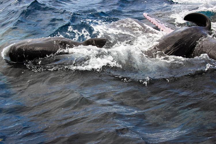 Sperm Whale Birth
