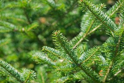 Harvest a holiday tree from select northern Wisconsin state forests
