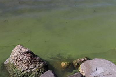 Blue-green algae