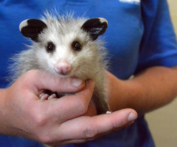 072121-bara-news-zoo2