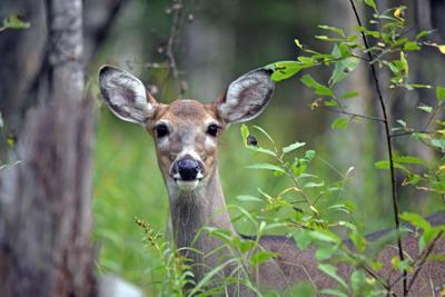 Archery and crossbow deer hunting season begins Sept. 16