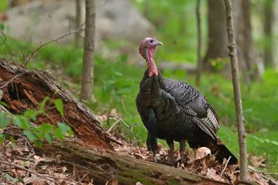 Wild turkeys