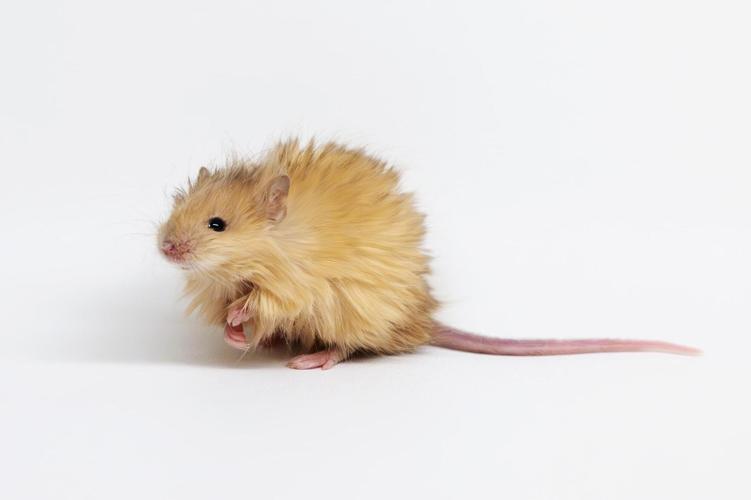 Reviving Extinct Species