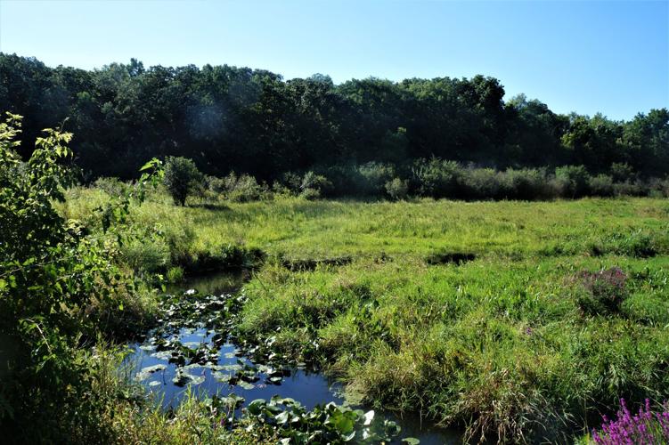 Glacial kettle marsh along Cranberry Road, Rustic Road 36