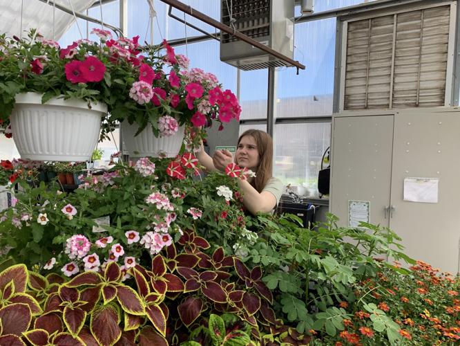 Badger High School agriculture student Reese Crawley prepares some plants for the annual greenhouse sale