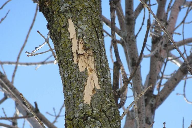 Woodpecker damage on ash trees is an early tell-tale sign of emerald ash borer infestation
