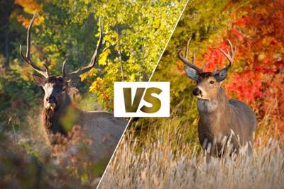 Elk vs. deer
