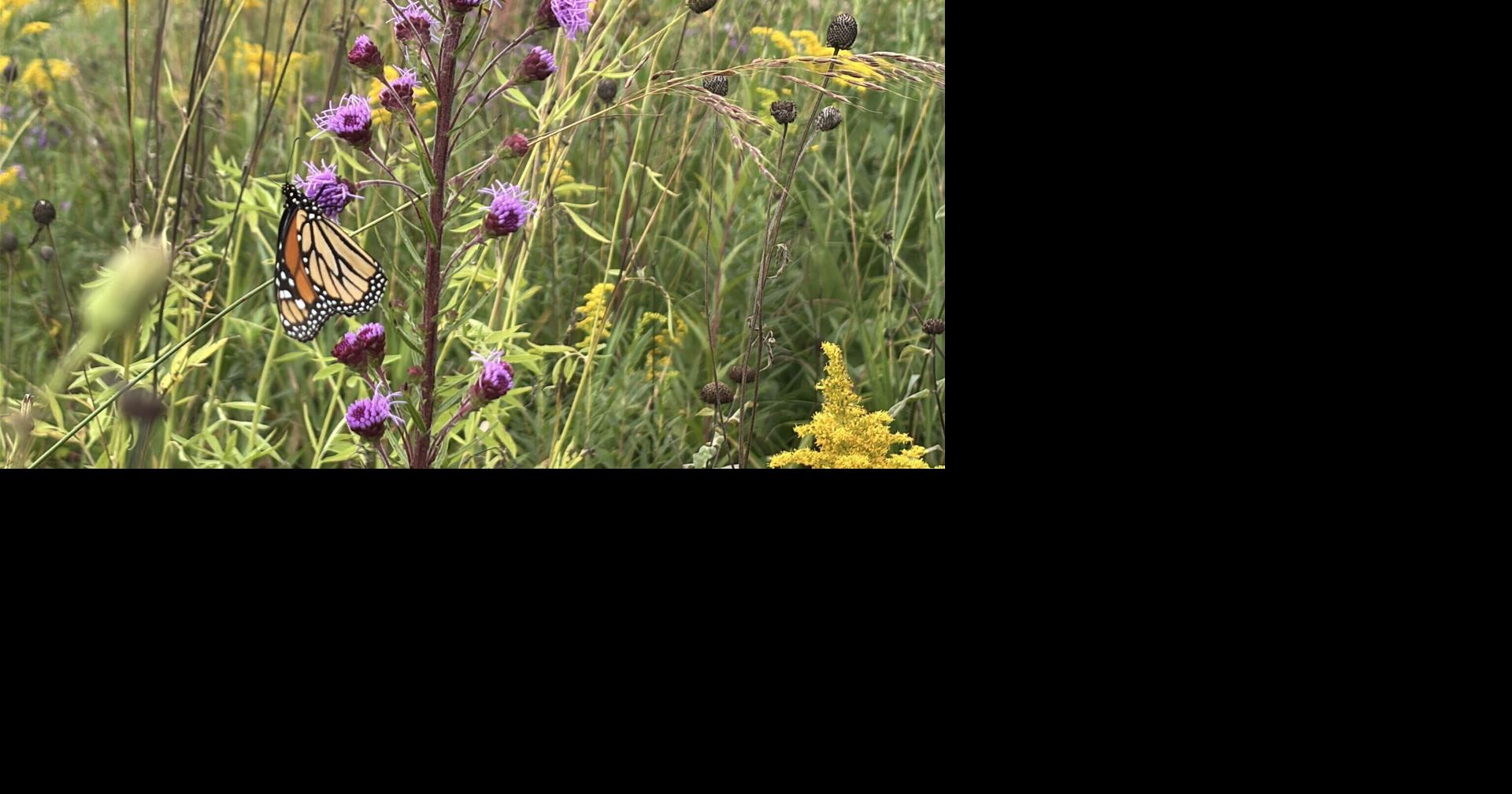 Photos: Catching, radio-tagging and releasing monarch butterflies at Good Pond Sanctuary near Arlington