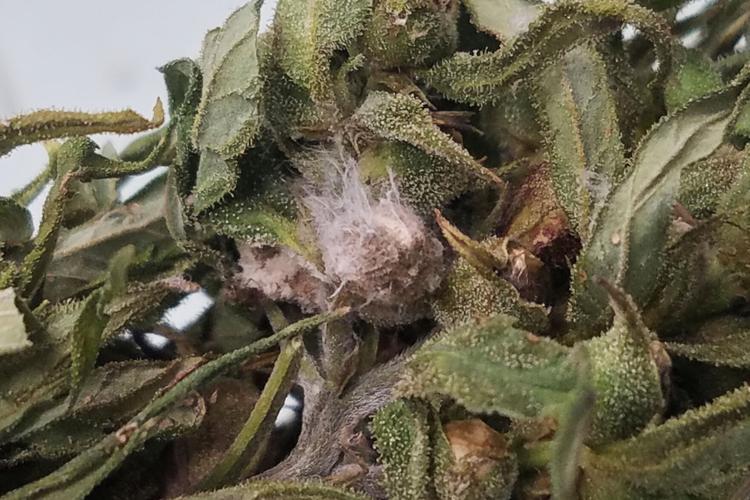 US Dangerous Fungus Explainer