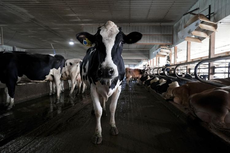 Livestock Heat Stress