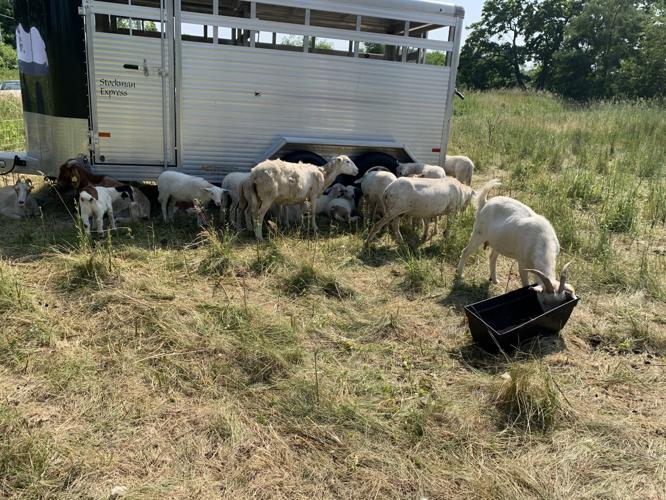 About 50 goats have arrived to the Hillmoor Golf Course property to graze grass