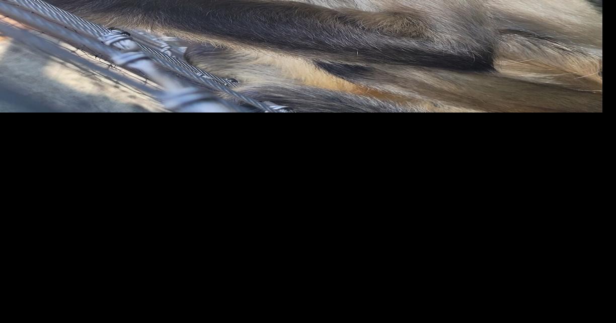 Racine Zoo mourns loss of 'sweet' spider monkey Kramer