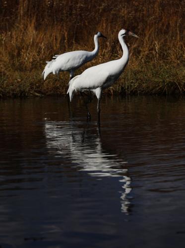 Crane Count