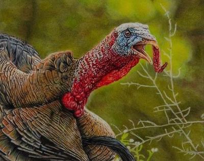 2024 Wisconsin DNR Wild Turkey Stamp design contest winning entry