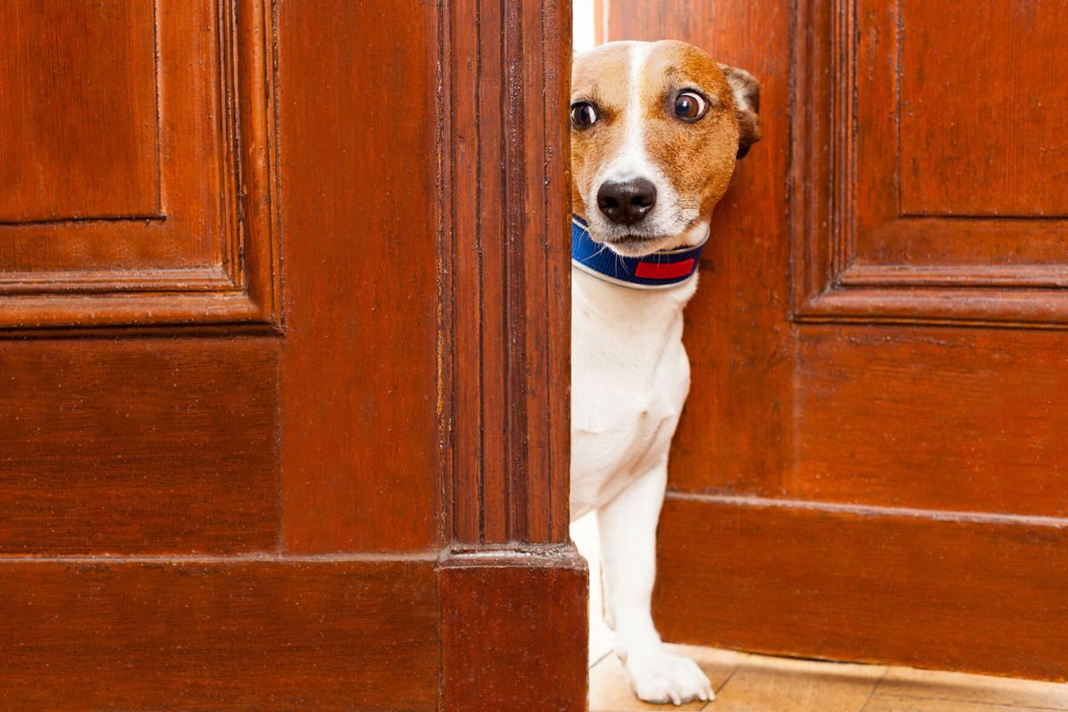 Dog peers out
