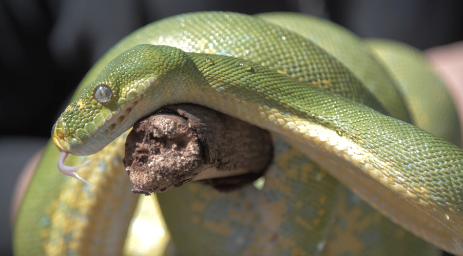 Racine Zoo snake