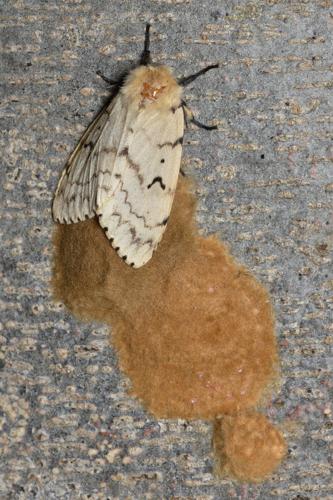 Spongy moth egg mass