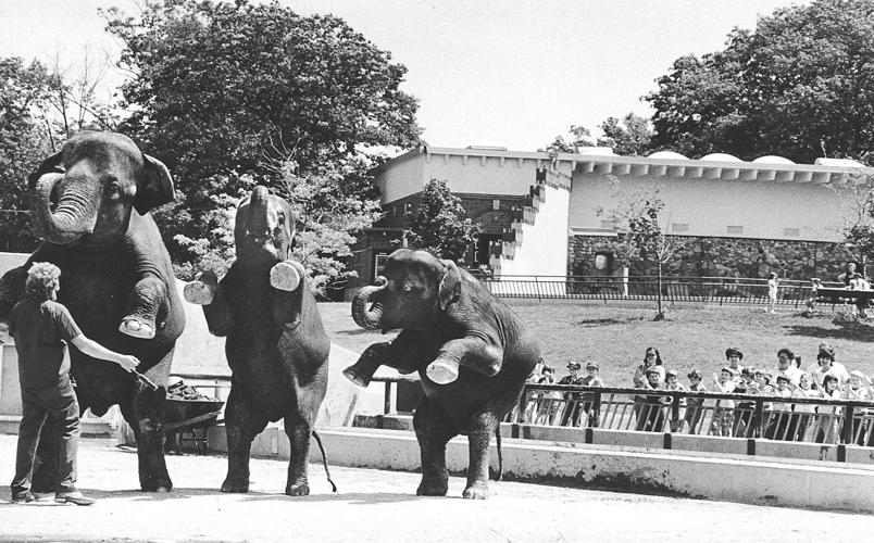 Elephants 6