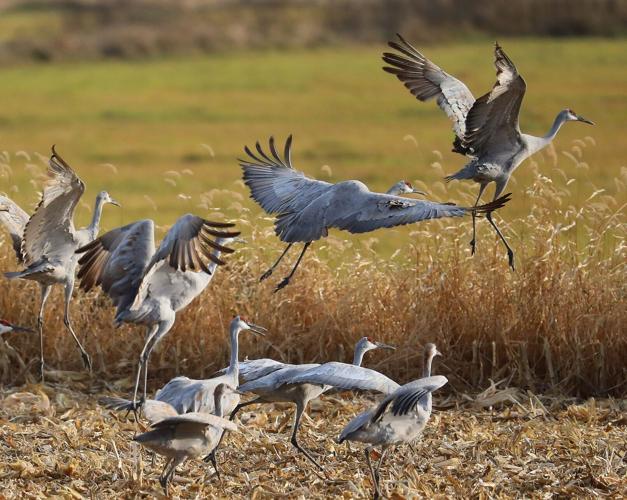 Crane Count