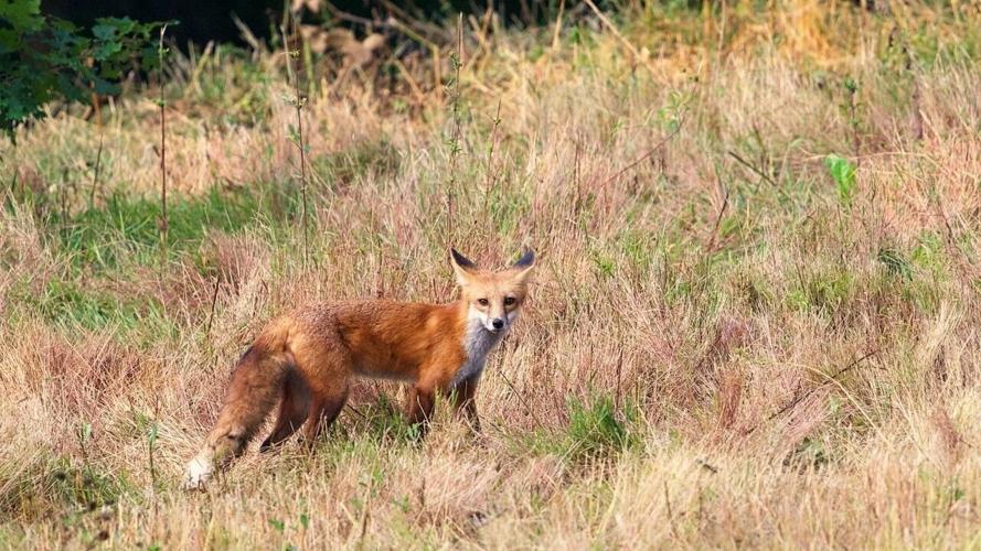 Fox relocation study
